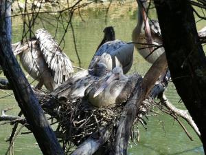 Pélican à bec tâcheté
