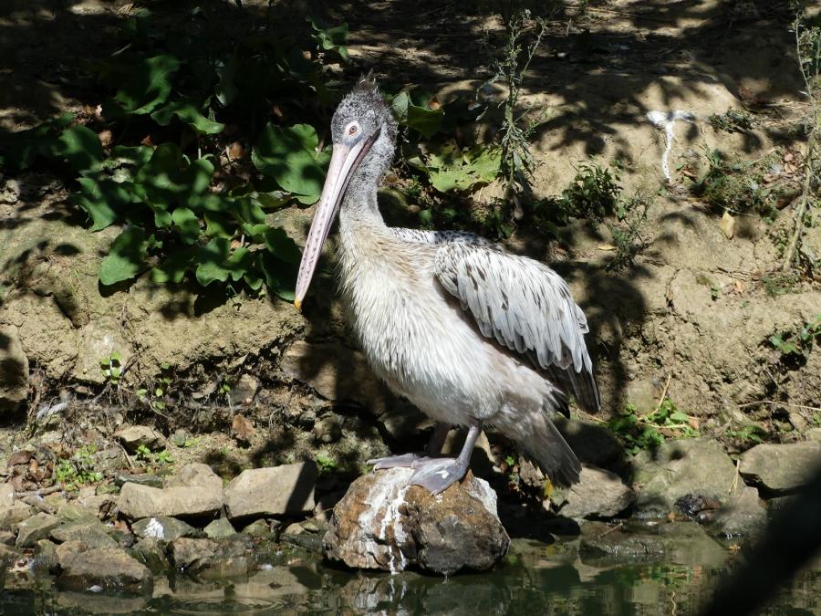 Pélican à bec tâcheté