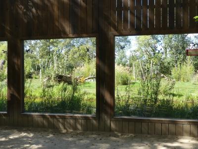 Tigre de Malaisie - 2023