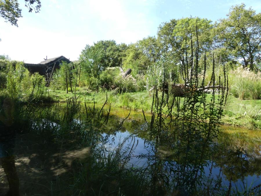Tigre de Malaisie