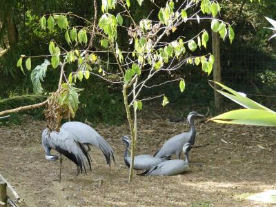 Grue demoiselle - 2023