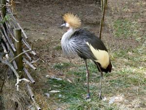 Grue royale