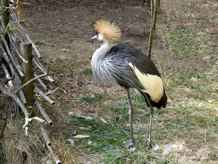 Grue royale