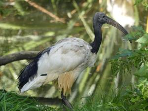 Ibis sacré