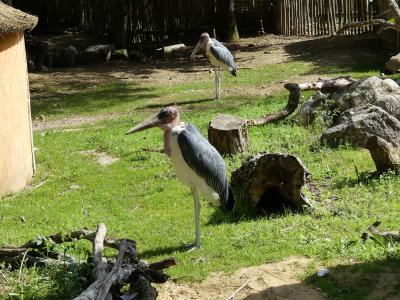 Marabout d'Afrique - 2023