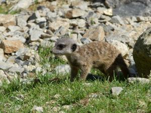 Suricate