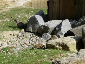 Suricate
