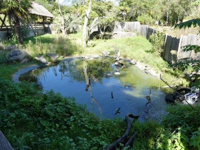 Tortue de Floride - 2023