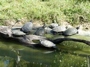 Tortue de Floride