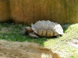 Tortue sillonnée
