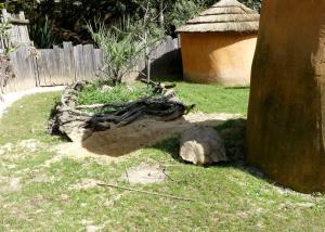 Tortue sillonnée