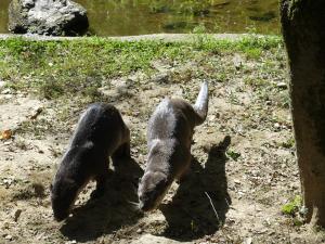 Loutre à pelage lisse