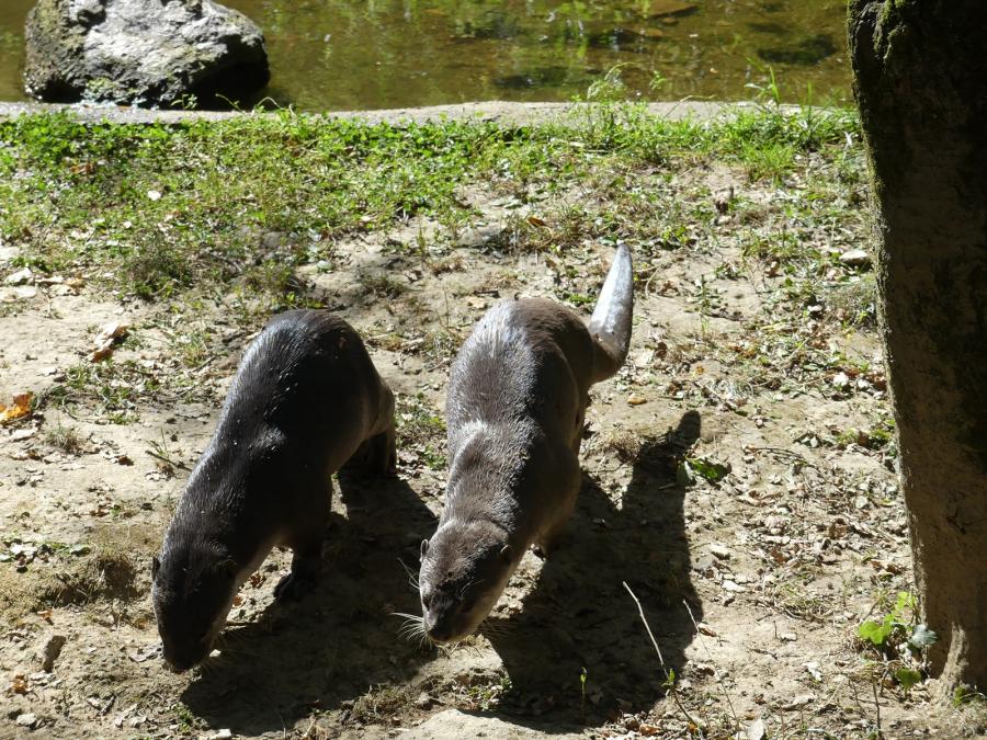 Loutre à pelage lisse