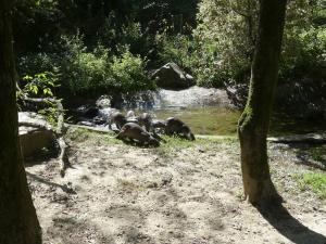 Loutre à pelage lisse