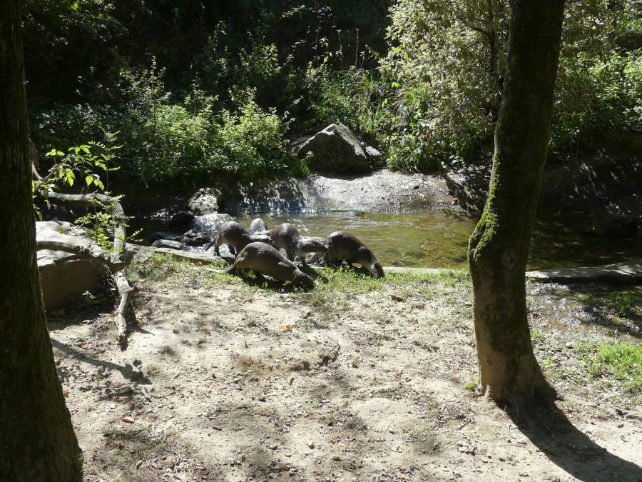 Loutre à pelage lisse