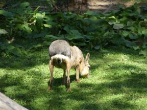Mara Por 23 P1720885 (Copier)