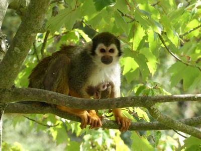 Saïmiri commun - 2023