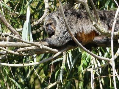Saki à face blanche - 2023