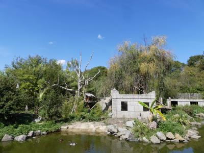 Saki à face blanche - 2023