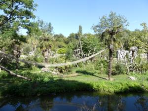 Singe hurleur roux - Mara