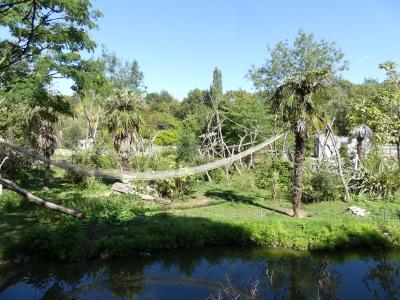 Singe hurleur roux - Mara - 2023