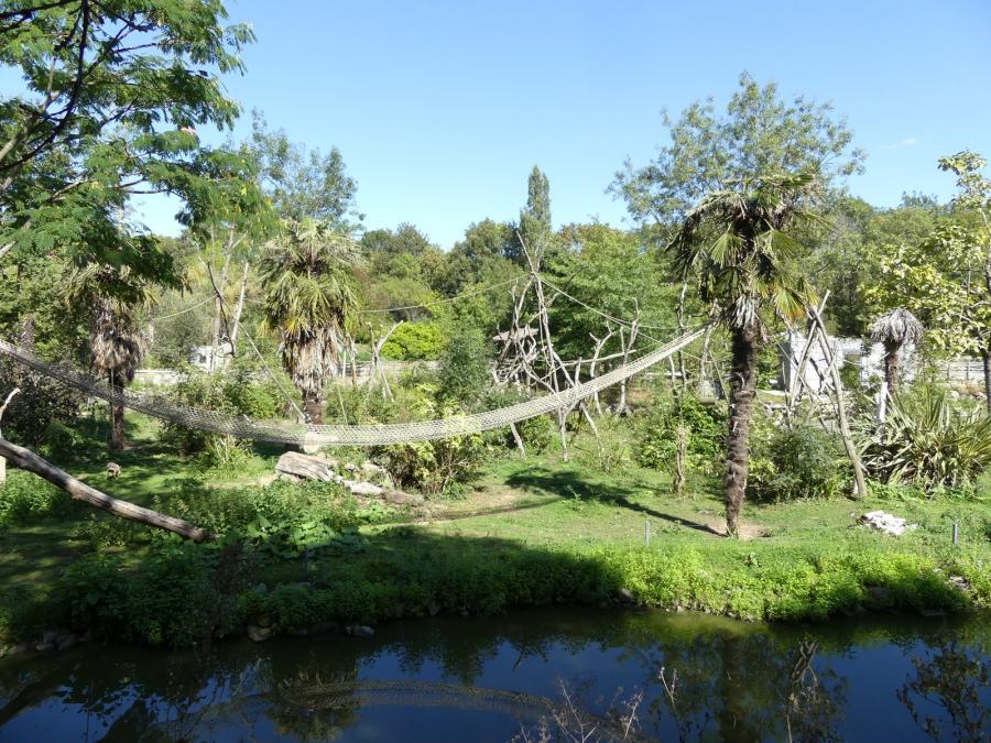 Singe hurleur roux - Mara