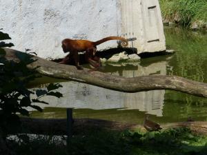 Singe hurleur roux