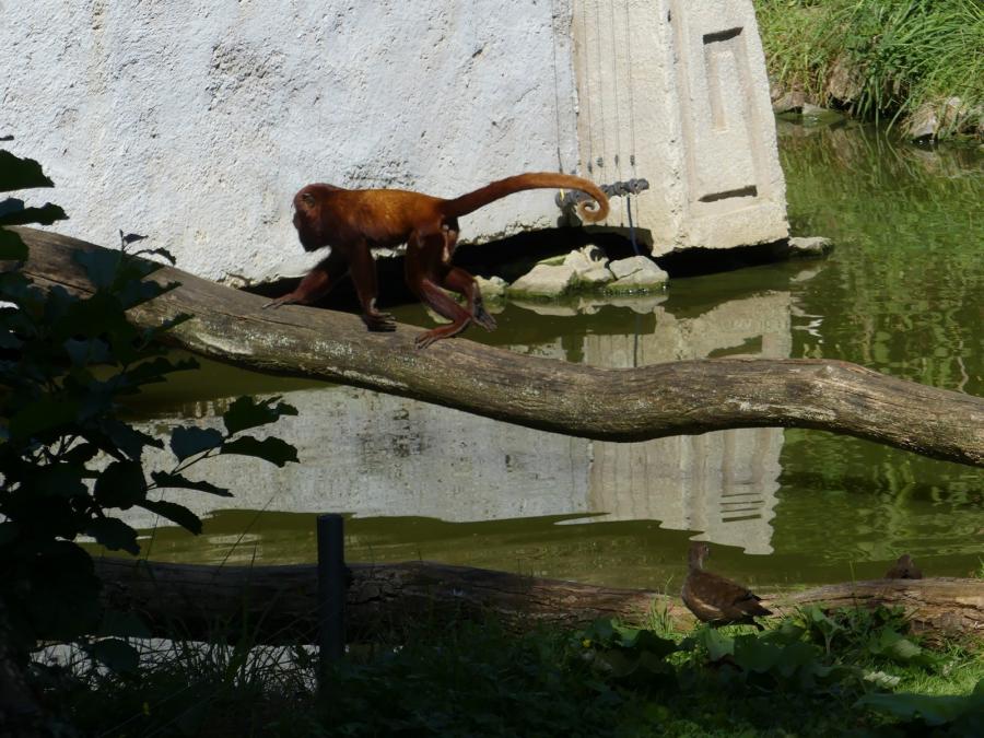 Singe hurleur roux