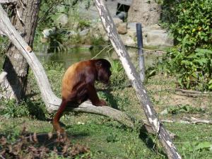 Singe hurleur roux