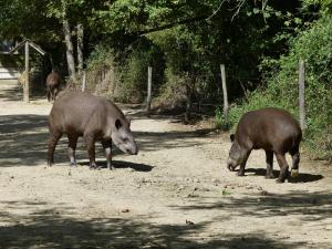 Tapir terrestre Por 23 P1730049 (Copier)