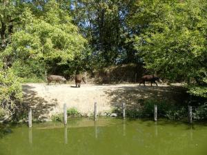 Tapir terrestre