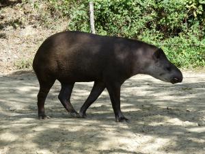 Tapir terrestre