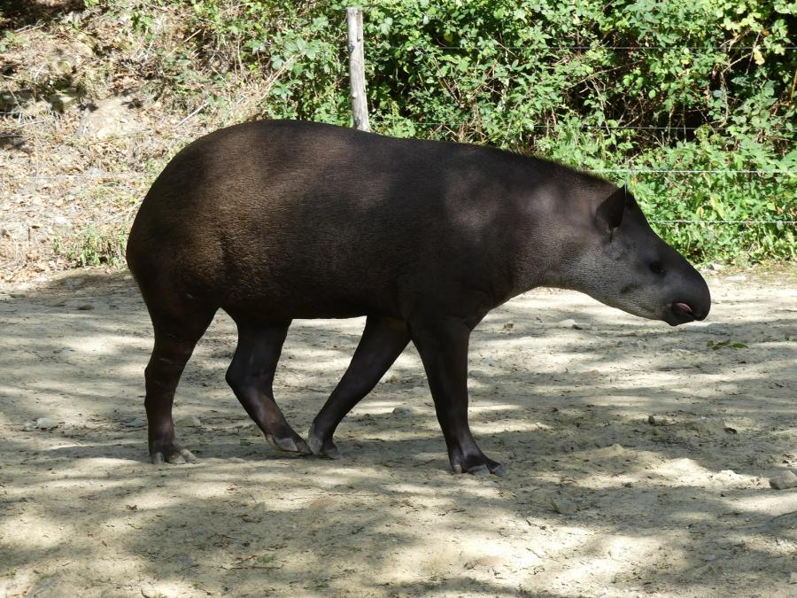 Tapir terrestre