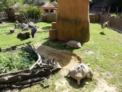 Marabout - Tortue à éperons - 2023