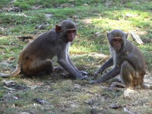 Macaque rhésus