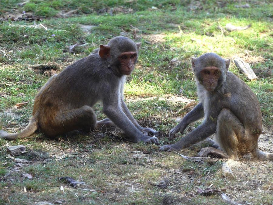 Macaque rhésus