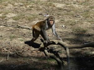 Macaque rhésus