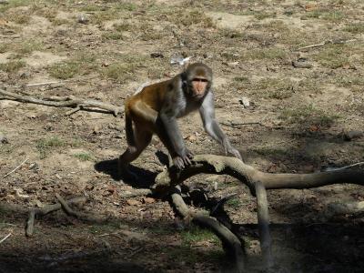 Macaque rhésus - 2023