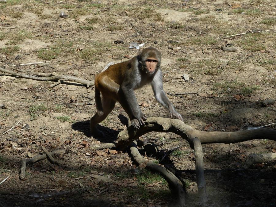 Macaque rhésus