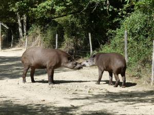 Tapir terrestre