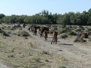 Hippotrague noir - Buffle des forêts
