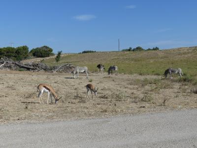 Parc de la brousse - 2019