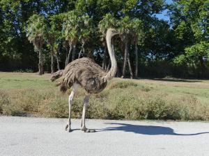 Autruche