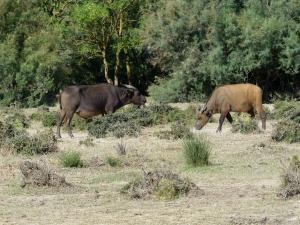 Buffle nain des forêts