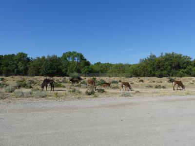 Hippotrague noir - 2019