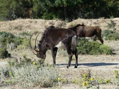 Hippotrague noir - 2019