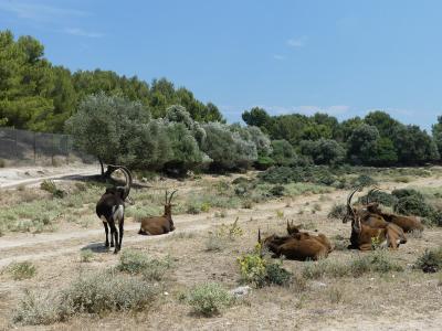 Hippotrague noir - 2019