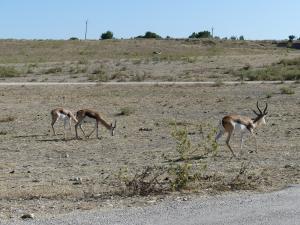 Springbok