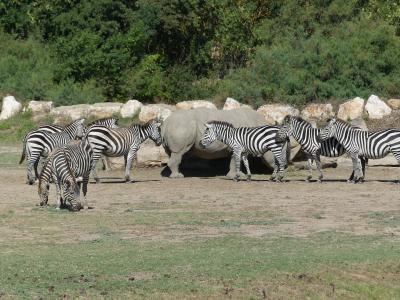 Parc de la brousse - 2019
