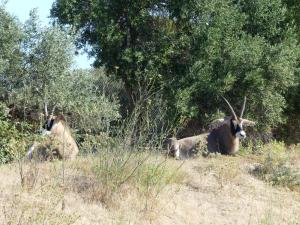Antilope rouanne
